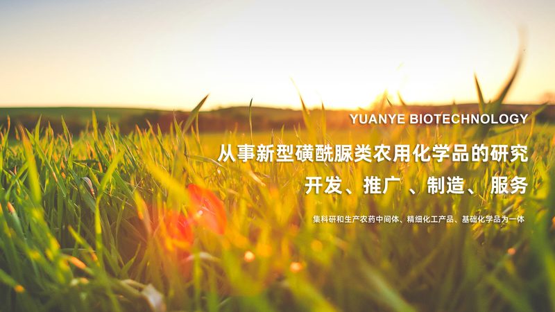 广州工业酶制剂：揭秘其关键作用与选择标准**