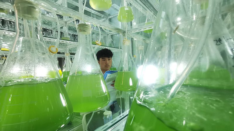 抗体亲和力测定的关键步骤解析**